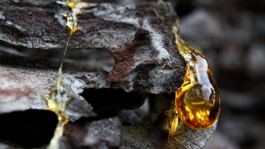 Хвойное дерево смола янтарь