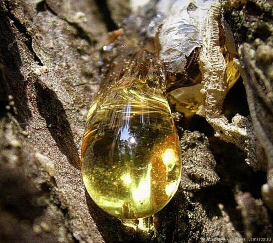 Смола кедра