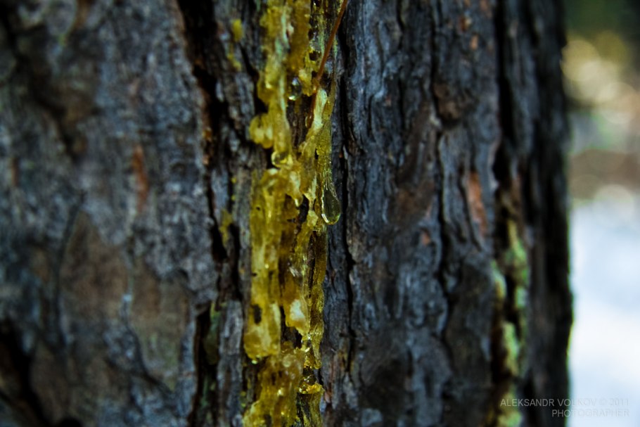 Гималайская сосна смола