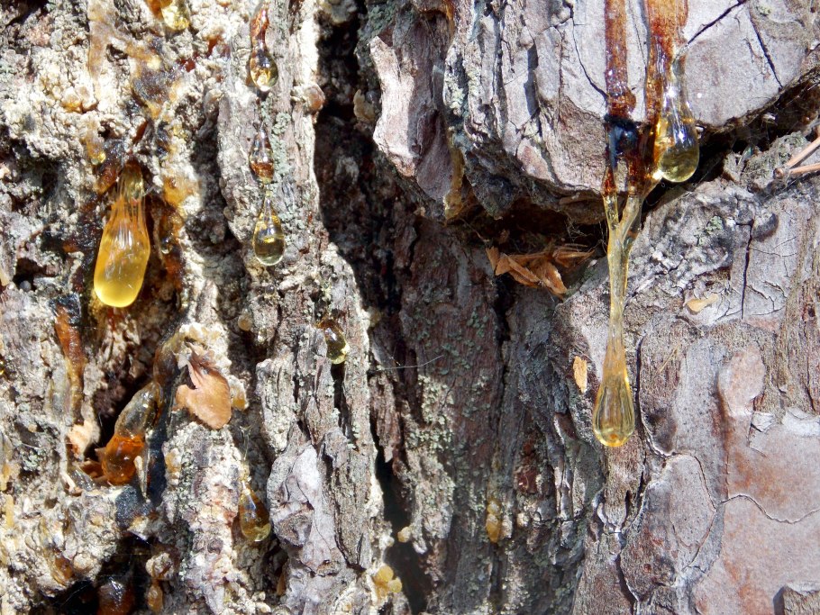 Янтарь окаменевшая древесная смола)