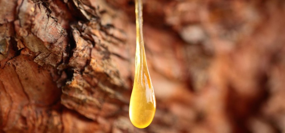 Живица (терпентин) Сосновая