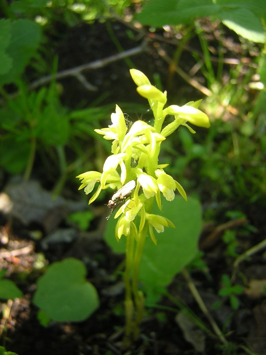 Ладьян трёхнадрезный