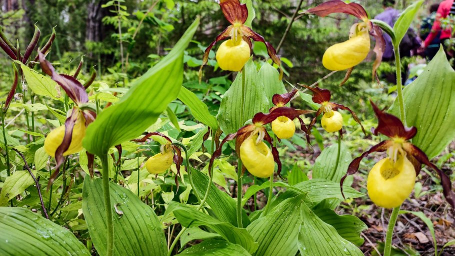 Тайник овальный фото