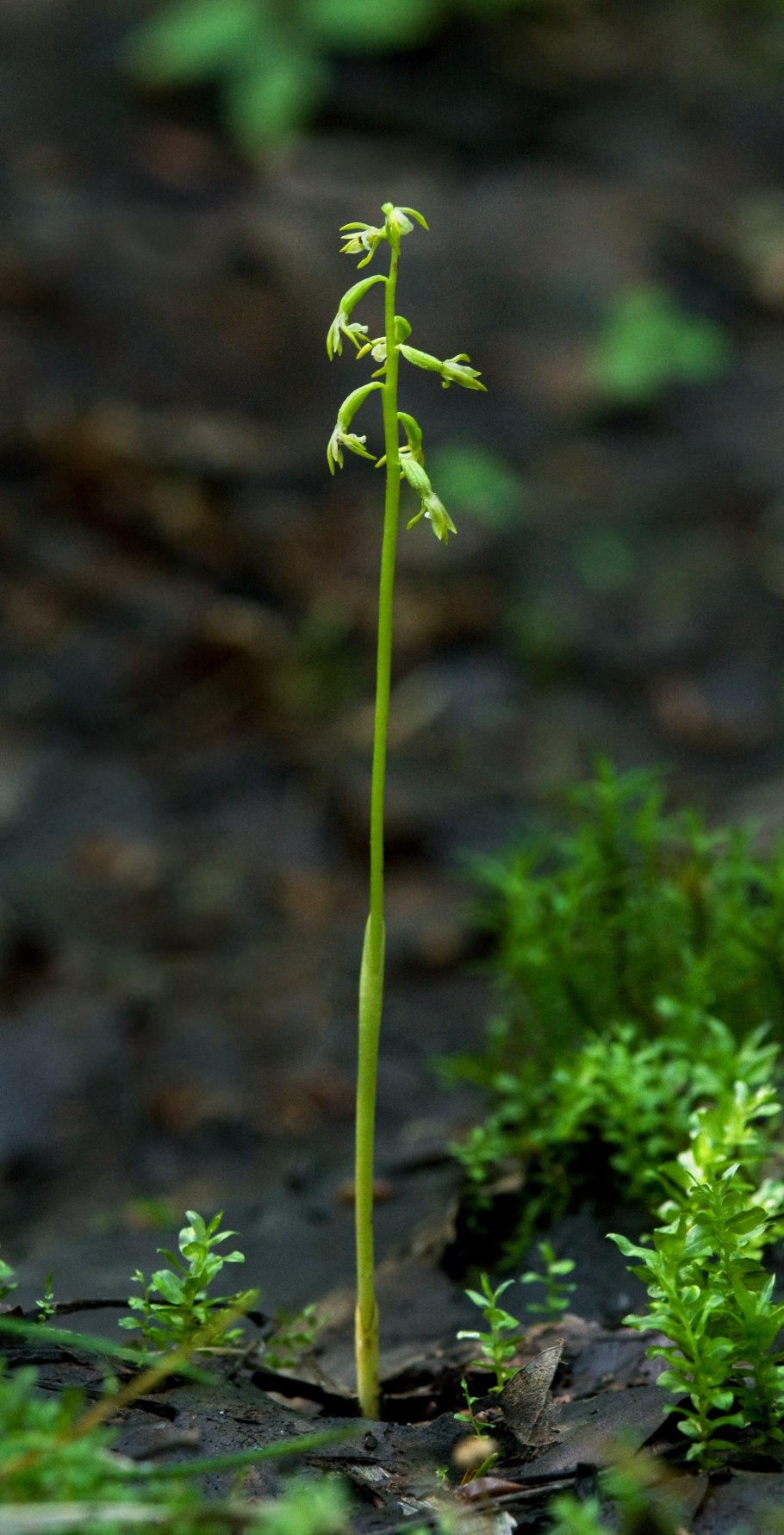 Corallorhiza trifida Chatel.