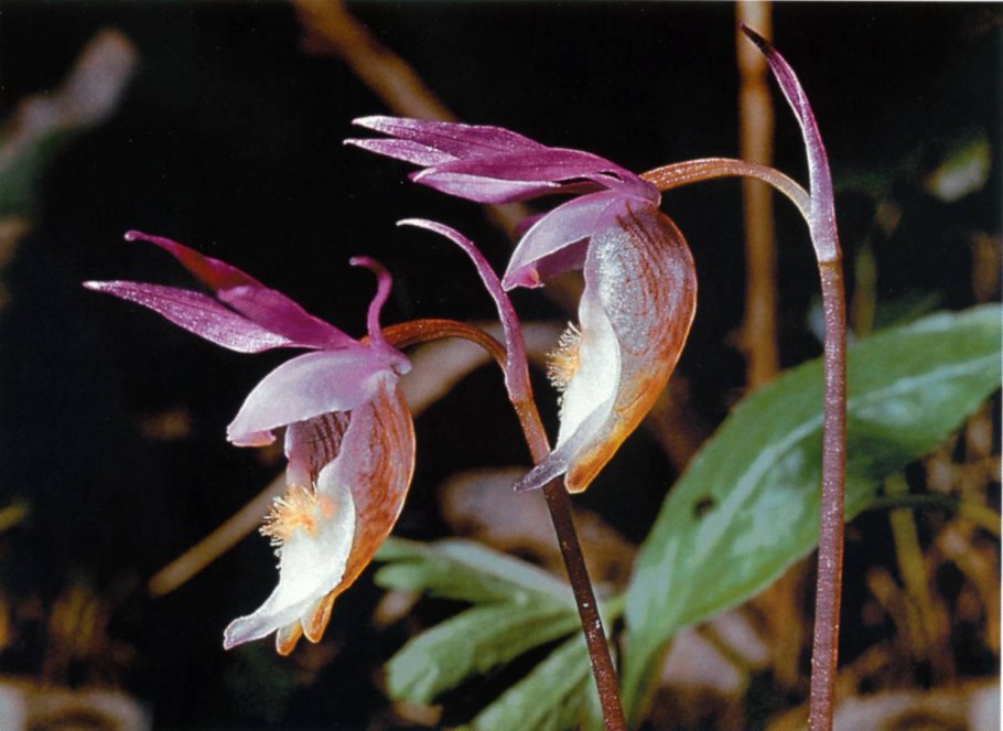 Наперстянка реснитчатая