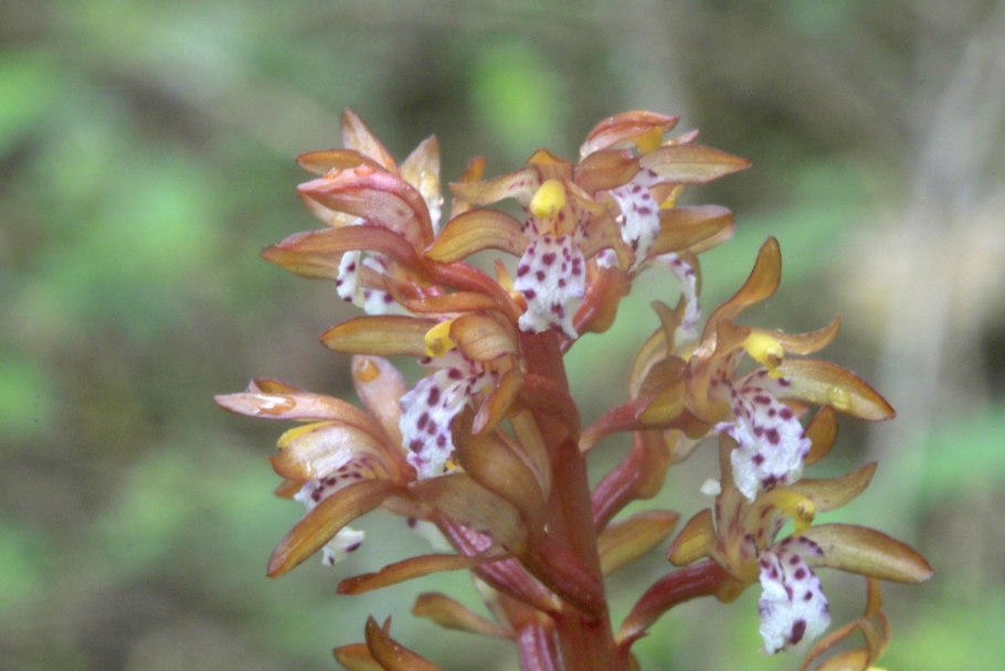 Надборо́дник безли́стный (лат. Epipógium aphýllum)