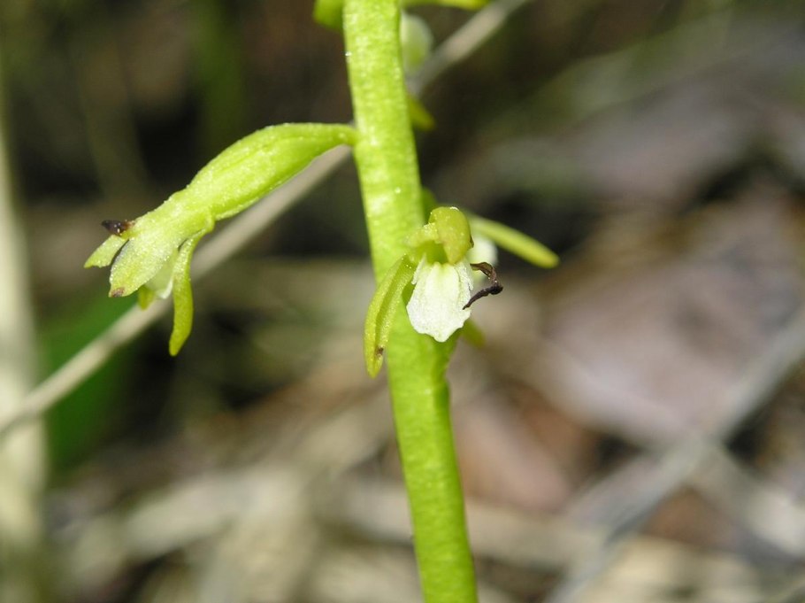 Corallorhiza trifida