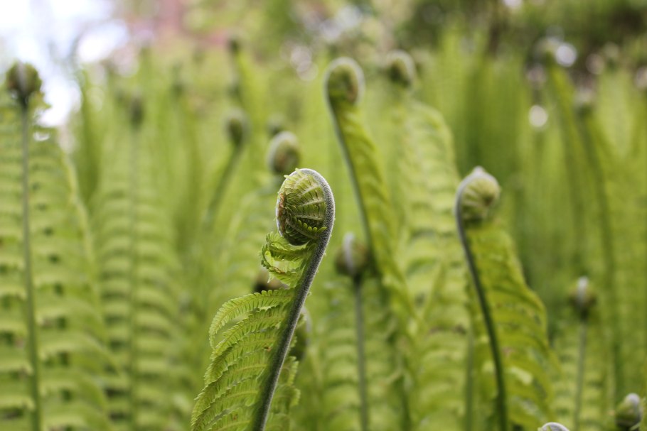 Гудайера ползучая