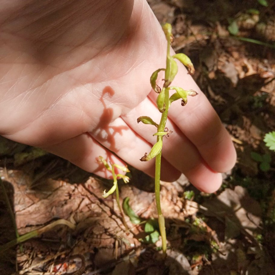 Дюкинские карьеры цветение орхидей