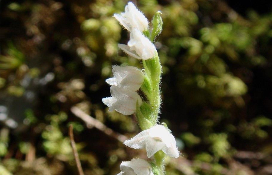 Тайник сердцевидный рисунок