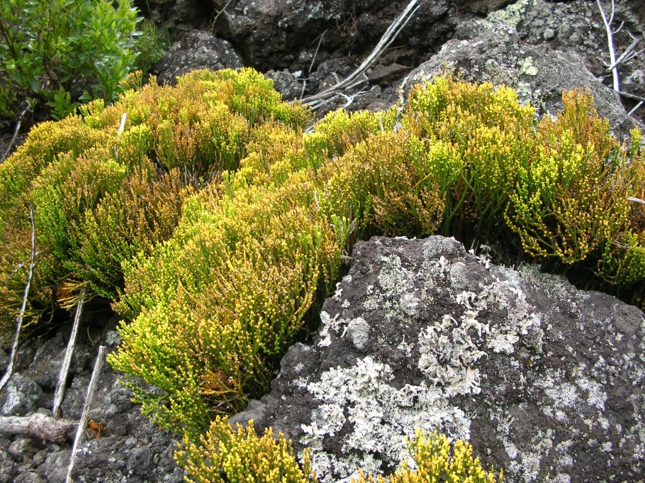 Psilotum nudum