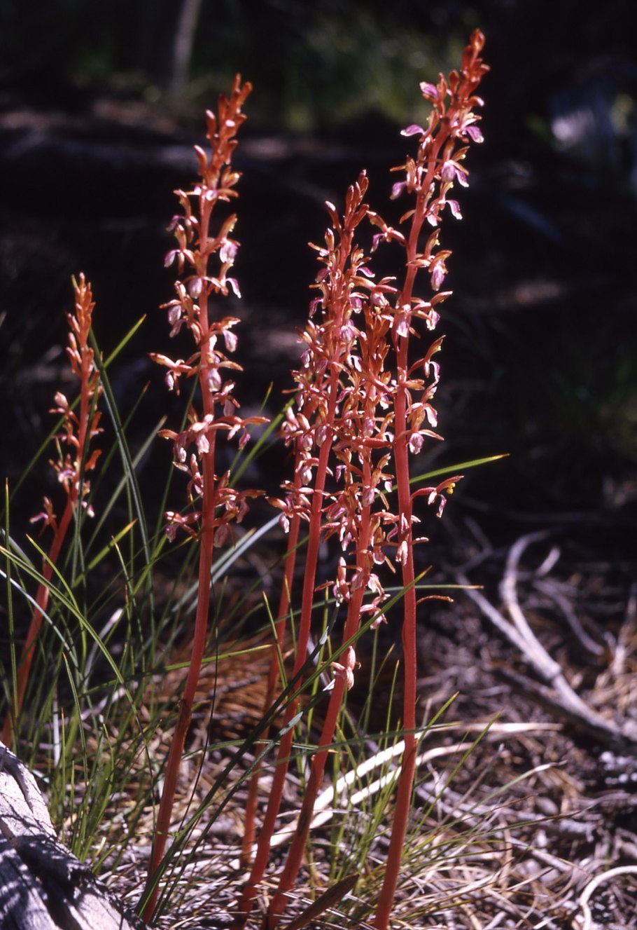 Шпажник Гладиолус тонкий