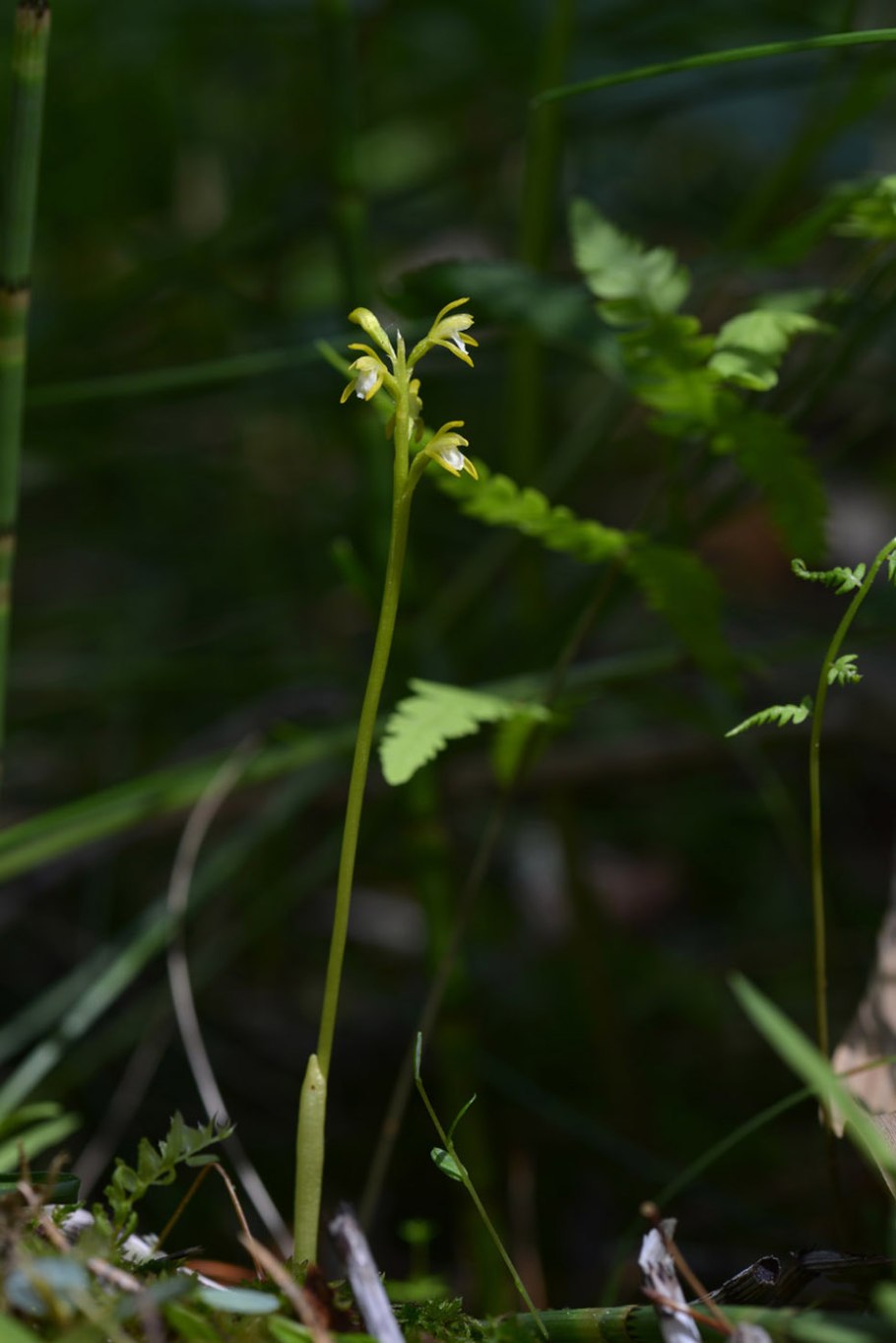 Редкое растение Урала Ладьян