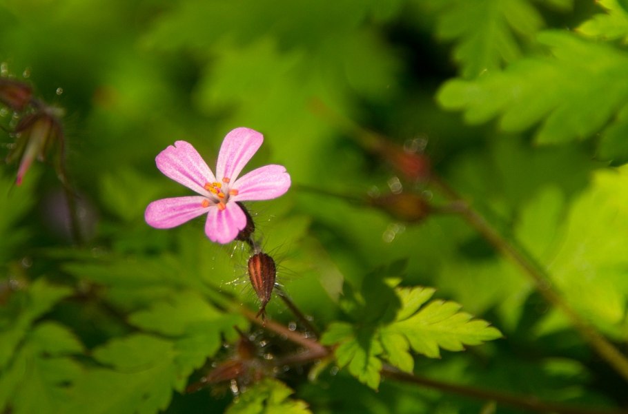 Geranium robertianum
