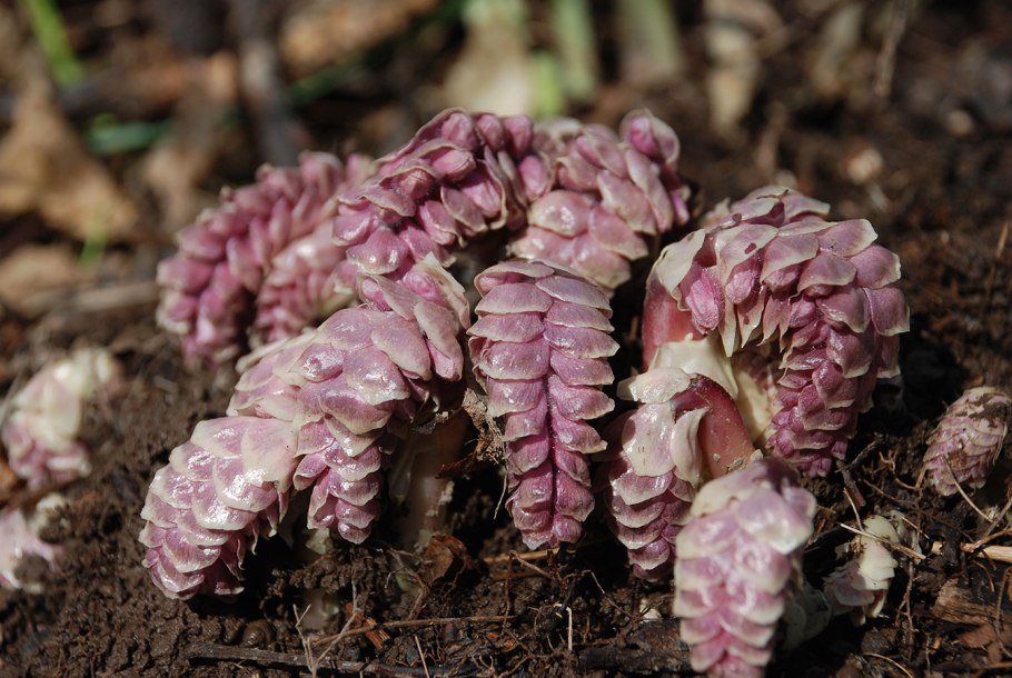 Петров крест (lathraea squamaria)