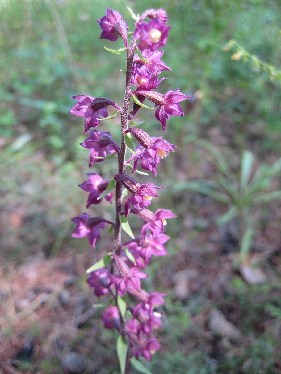 Петров крест (lathraea squamaria)