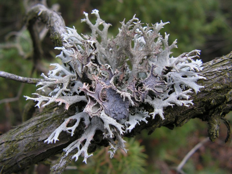 Цетрария Степная Cetraria steppae