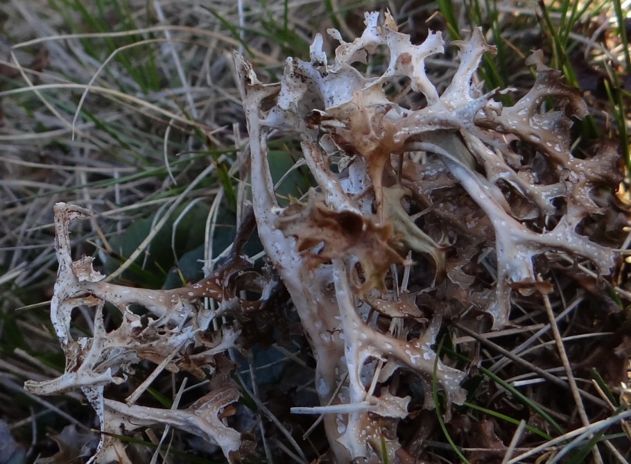 Iceland Moss (Cetraria islandica)