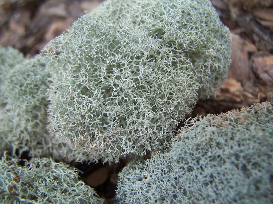 Цетрария Степная Cetraria steppae