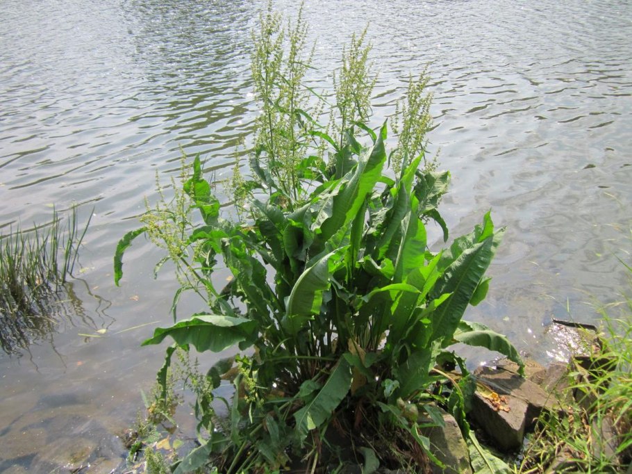 Rumex aquaticus l.