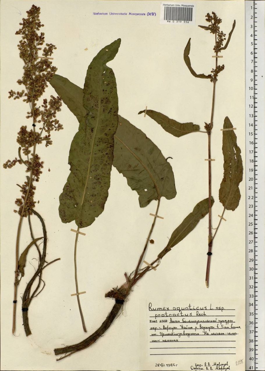 Rumex hydrolapathum HUDS.