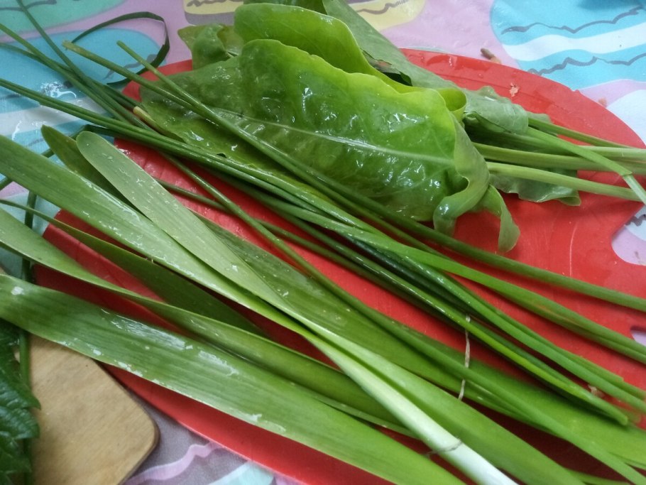 Щавель огородный