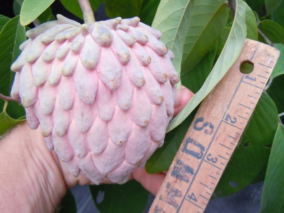 Annona cherimola (аннона черимойя) семена