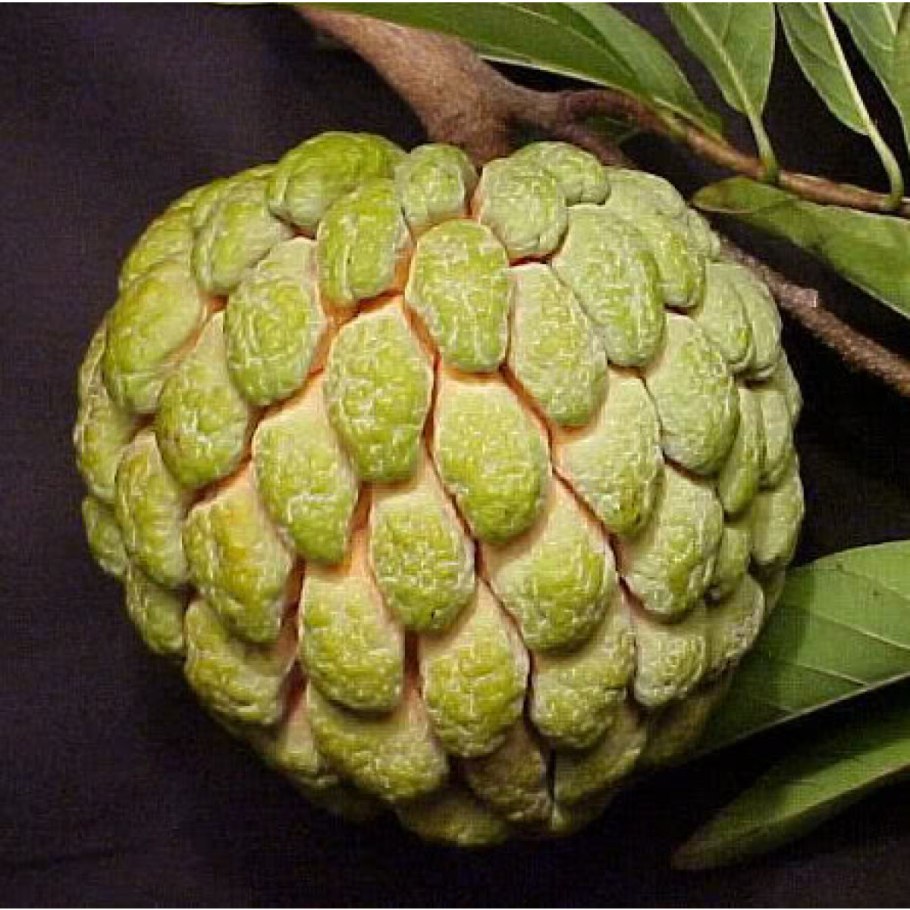 Дерево Annona purpurea фото
