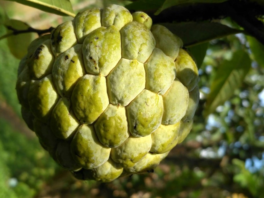 Аннона Горная