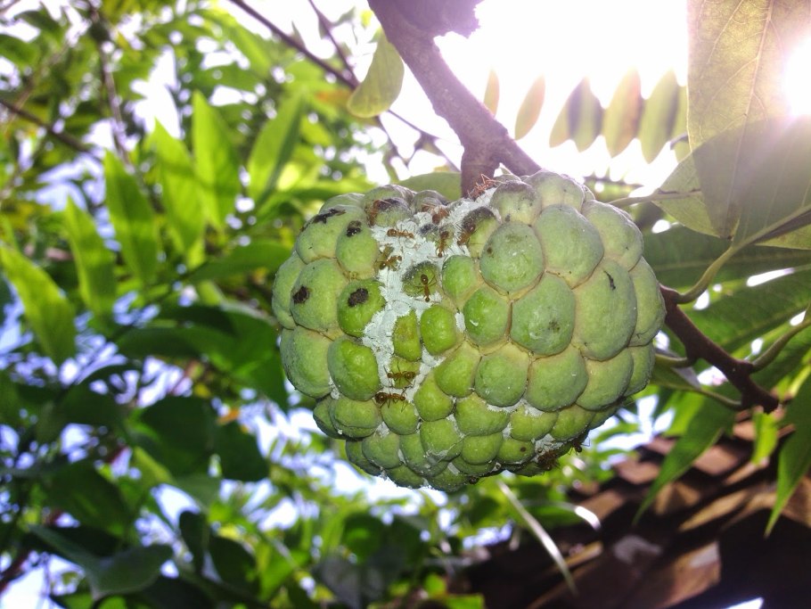 Сахарное яблоко дерево