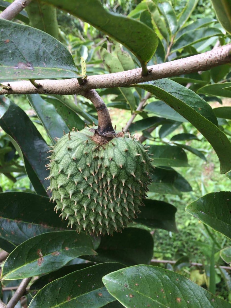 Аннона гуанабана