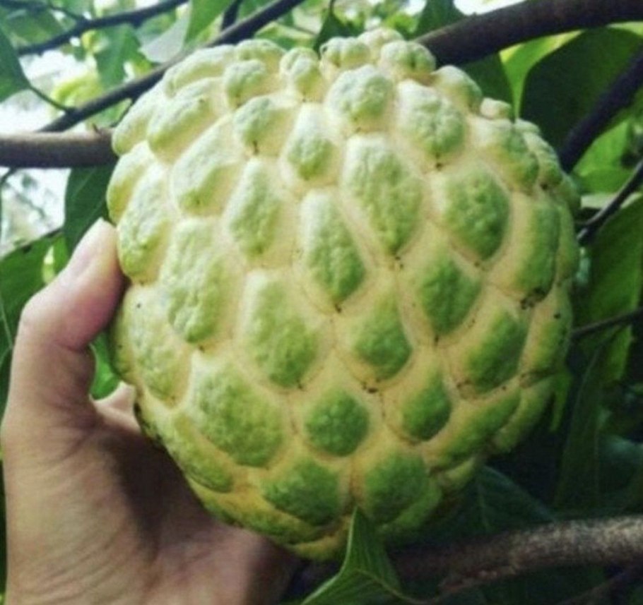 Аннона атемойя