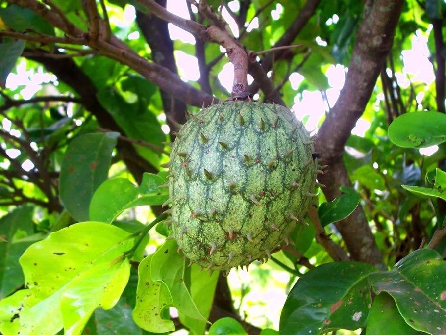Annona reticulata