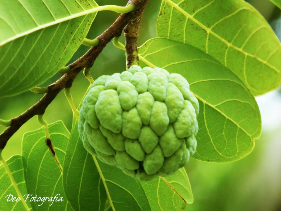 Аннона сахарное яблоко