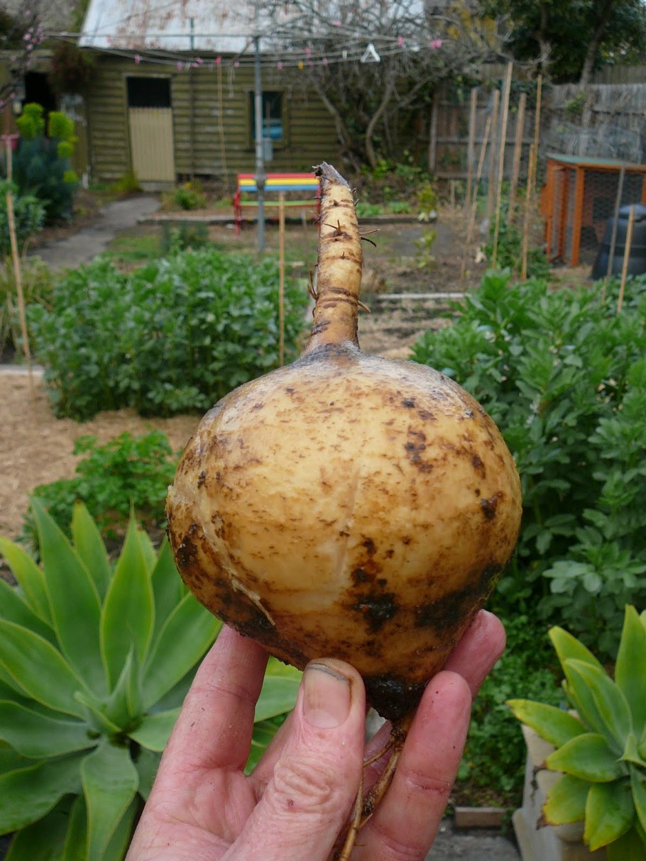 Хикама растение