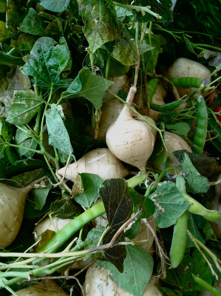 Bengkuang что это