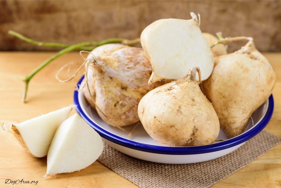 Пахиризус вырезной