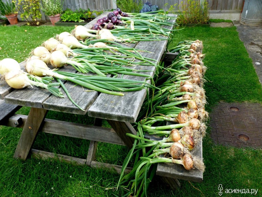 Выкапываем лук
