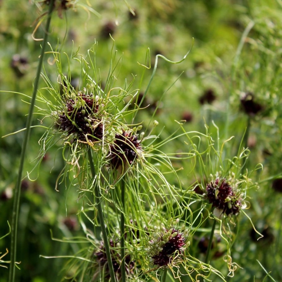 Аллиум Хеир