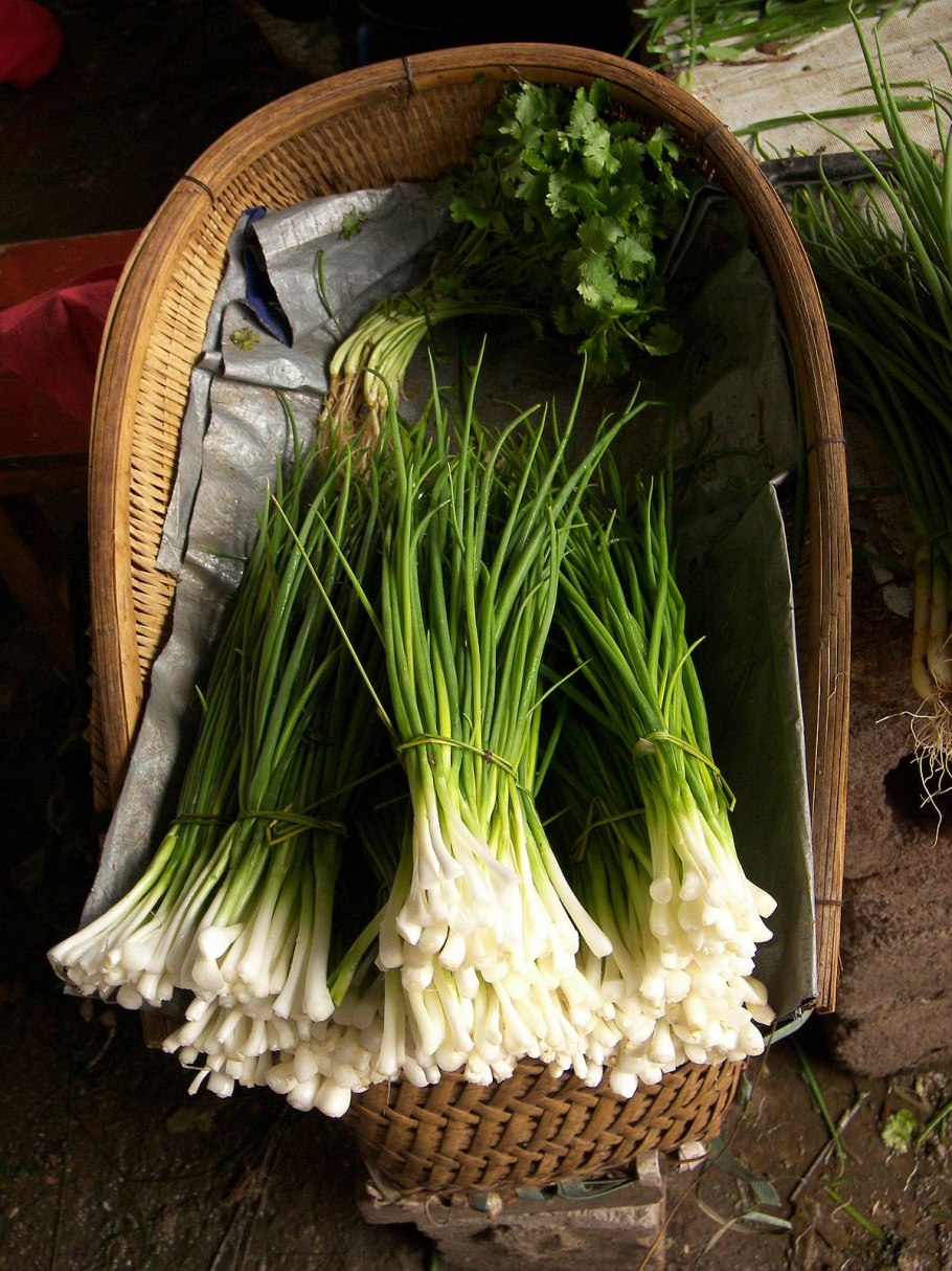 Лук шнитт медонос