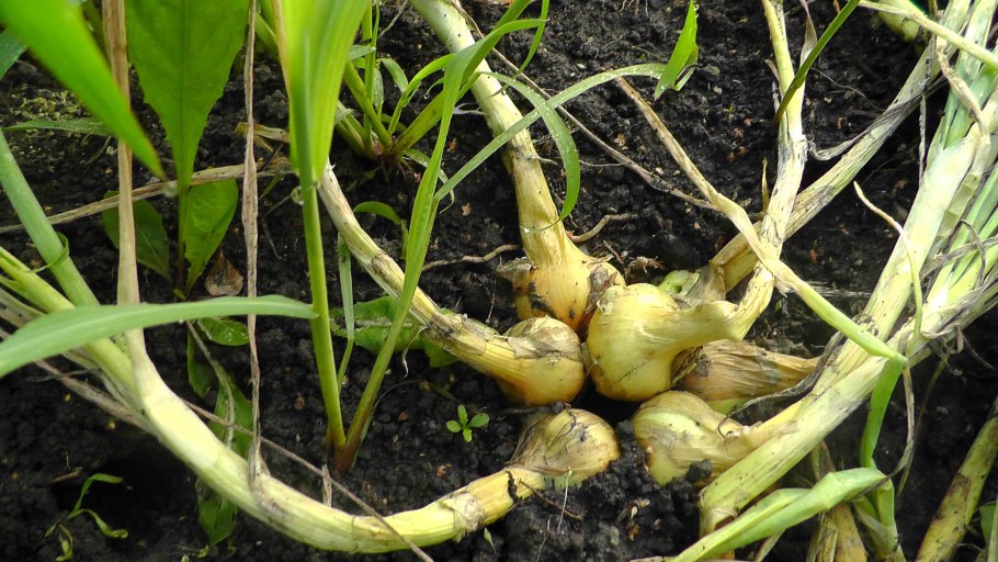 Сорта многозачаткового репчатого лука