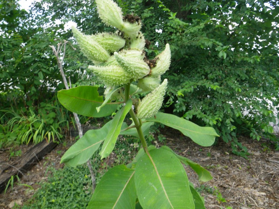 Ваточник плоды