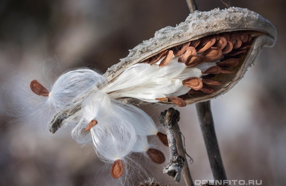 Танацетопсис Голоскокова