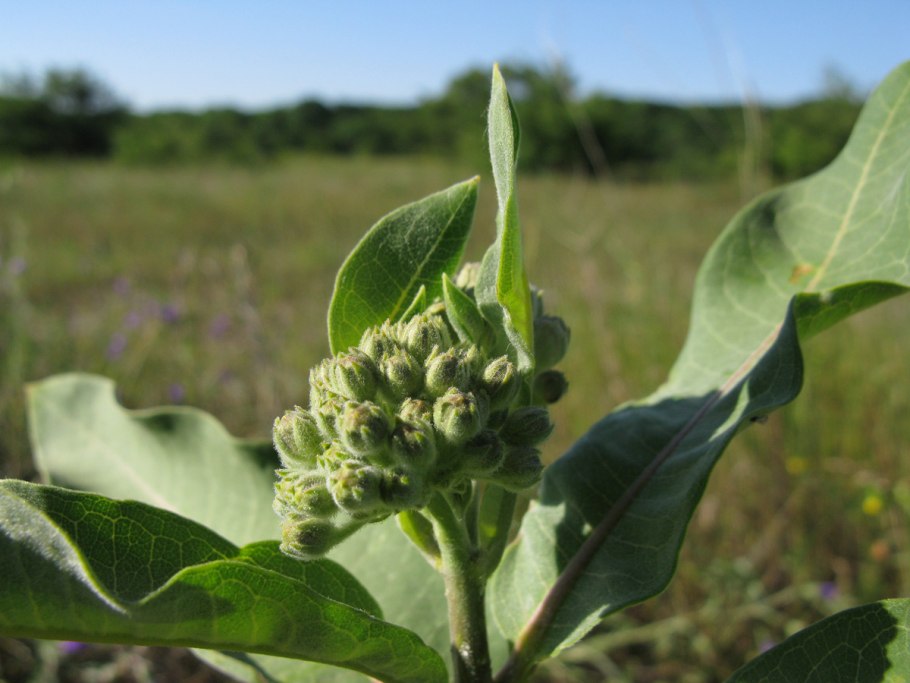 Ваточник.эскулапова трава