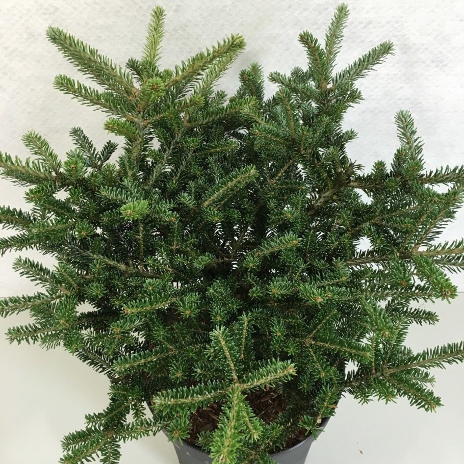 Дерево с голубыми шишками