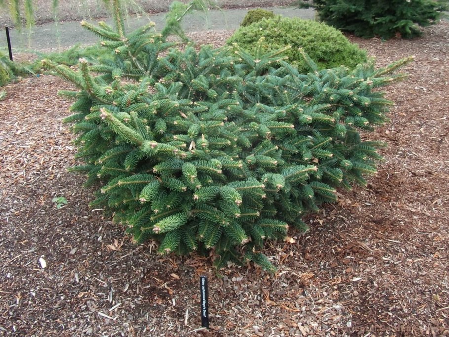Abies cephalonica Meyer's Dwarf пихта