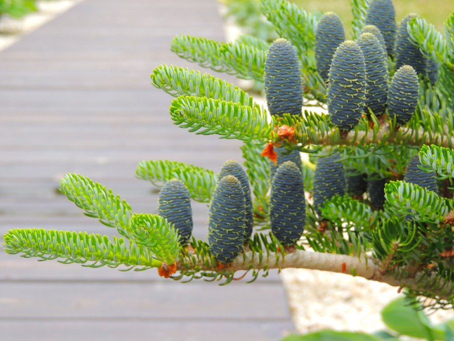 Пихта кефалинийская Мейерс Дварф