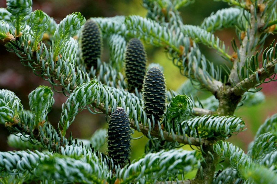 Пихта белокорая Abies Nephrolepis