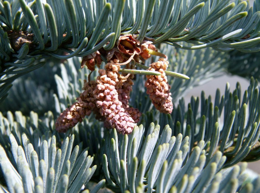 Пихта красивое фото