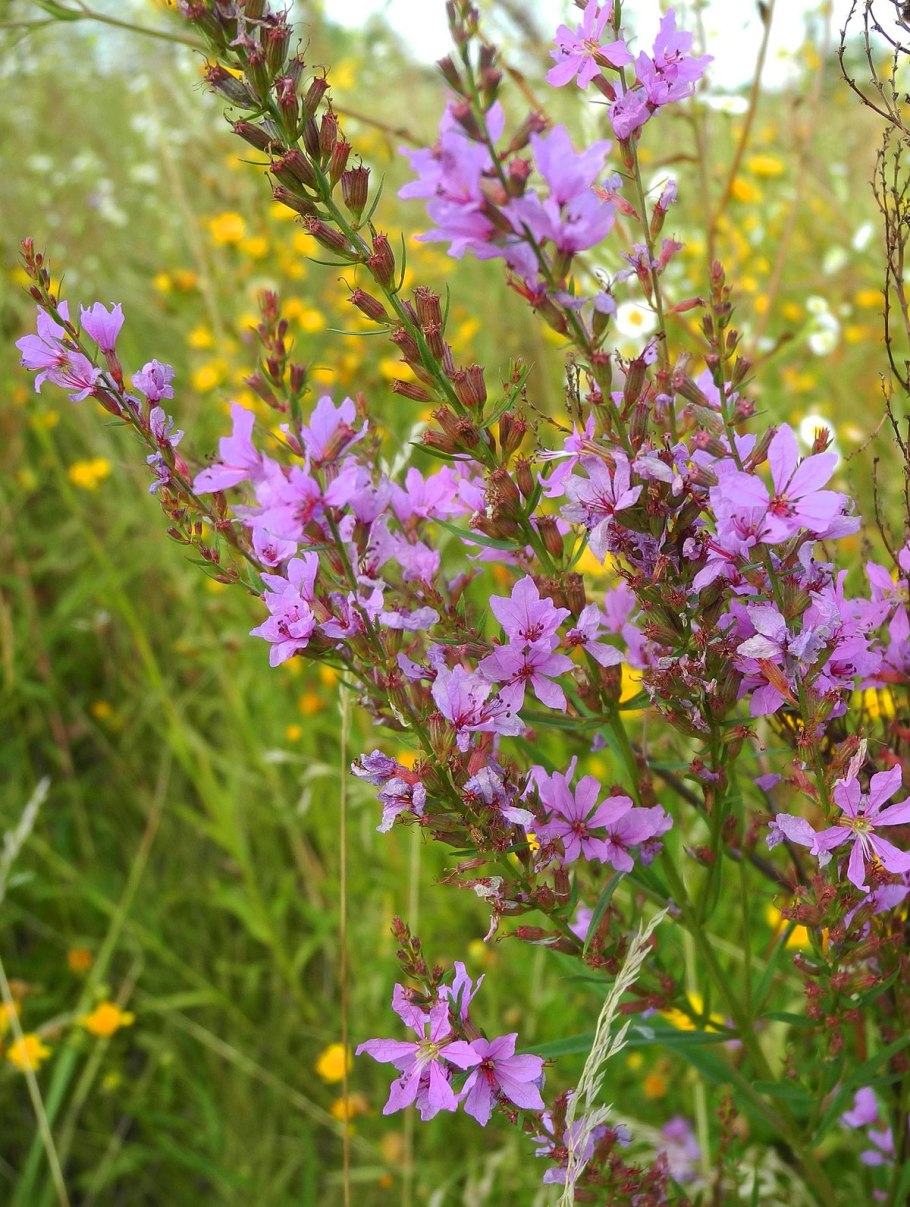 Вербейник криволистный